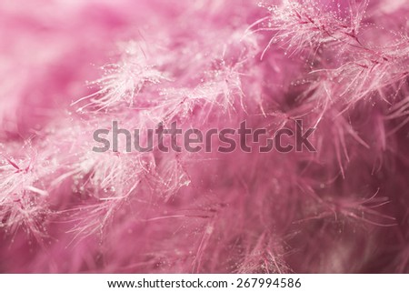 Purple feather abstract background. Macro shoot.