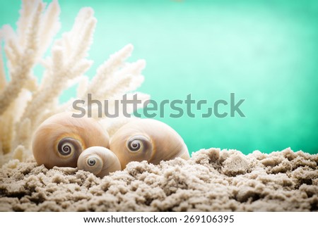 Underwater coral, shells and sand. Sea scene.