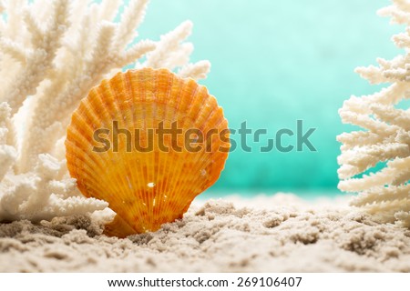 Underwater coral, shells and sand. Sea scene.