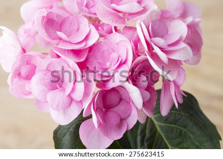 Pink flower, macro shoot, greeting card.