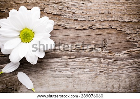 White flowers on the spa background.