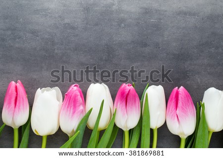 Tulips, flowers white and pink; on the grey background.