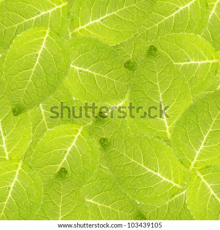 Fresh mint leaf background