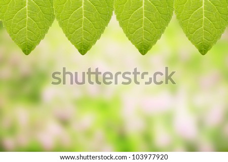 Fresh mint leaf with garden background