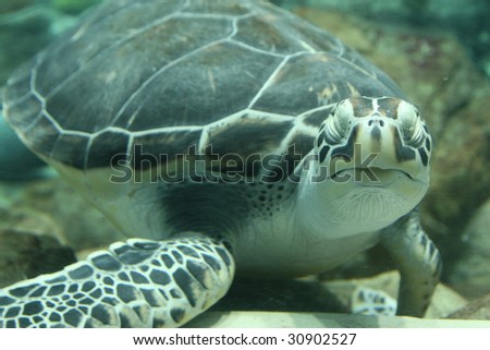 Close up shot of a sea turtle in Hong Kong Ocean park