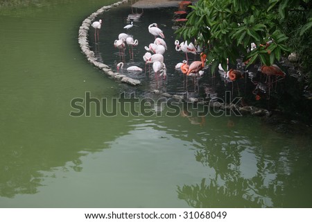 Long shot of a Flamingo garden in Hong Kong Ocean park.