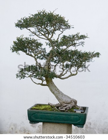 A bonsai in a chinese style garden.