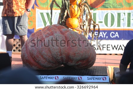 HALF MOON BAY, CA - OCTOBER 2015 - A giant pumpkin is weighed on the scale at the 45th annual Pumpkin Weigh-Off contest in Half Moon Bay, California.