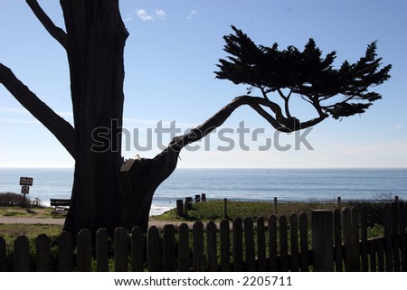 Half Moon Bay tree