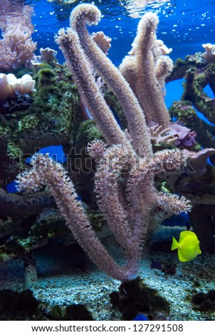 The underwater world of coral