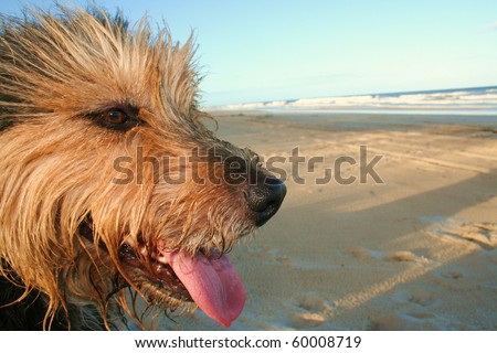 Hairy dog on beach in afternoon sun