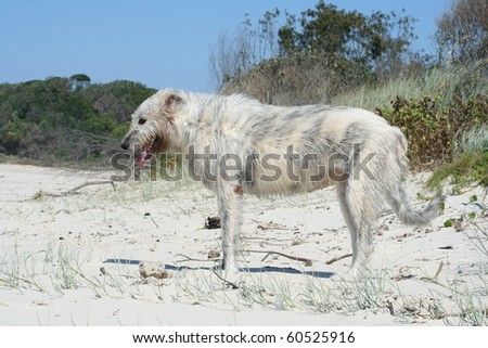 Side body profile of Irish Wolfhound on beach