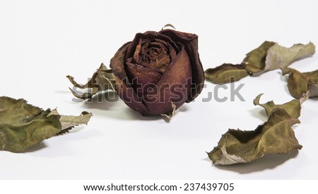 Single dried rose flower with dried leafs Isolate on white
