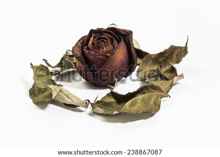 Single dried rose flower with dried leafs Isolate on White