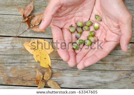 little green acorn in hands