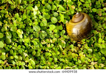 Empty snell shell in among of tiny plant as a background