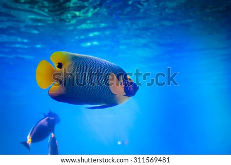 A beautiful fish swimming in the pool at the Sea World Australia, Gold Coast, Queensland.