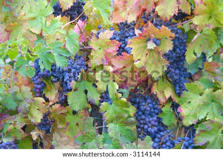 The Vineyard’s Bounty - Grapes