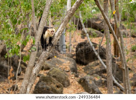 White faced capuchin monkey - Costa Rica