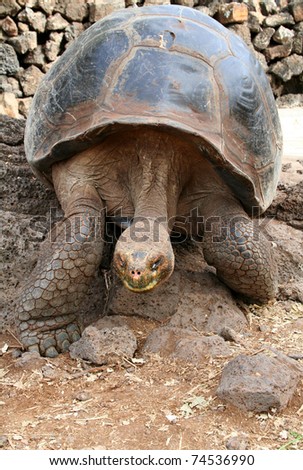 Giant Tortoise in Motion - Galapagos Islands