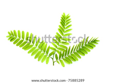 Tamarind Leaf