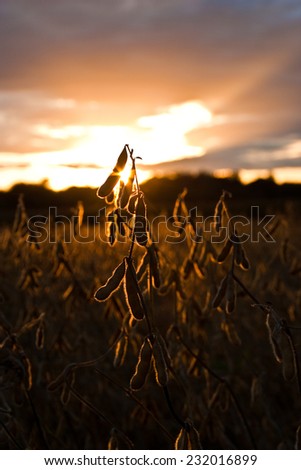 Soybean field ready for harvest against the sunset