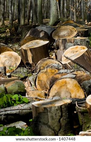 A beech tree lies in various stages of being cut up for fire wood on the forest floor.