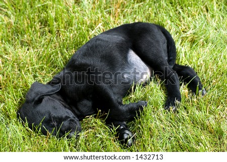 Labrador puppy sleeping in