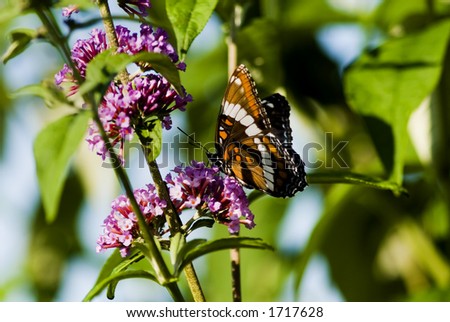 A butterfly showing oranges, blacks, and whites alights on a butterfly bush.