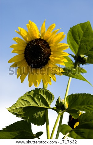 A sunflower stands tall in the sunshine in front of a clear blue sky.