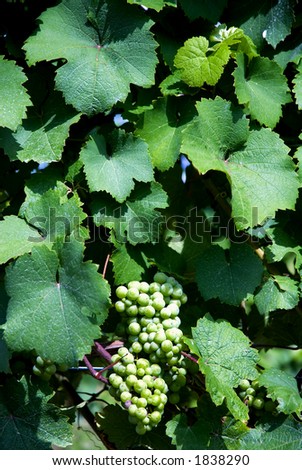 Grapes growing on the vine in the Western New York wine country near Seneca Lake.