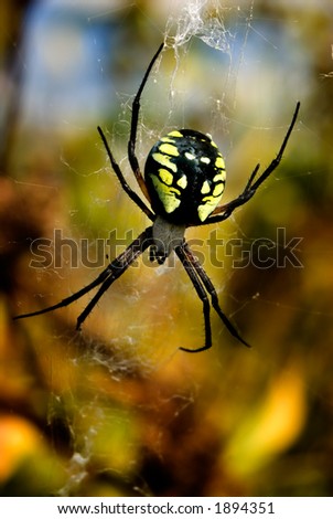 A gorgeous Black and Yellow Argiope garden spider sits in her web.