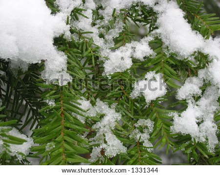 Snowy Evergreen