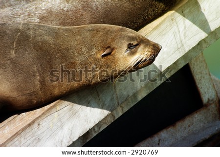 A close-up of the seal lying on the wooden deck next to other seals on a sunny day in South Africa