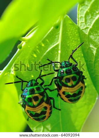 Colorful exotic beetles caught on the sauropus androgynus in the garden in the morning.
