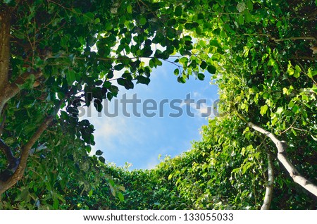 Look at the sky through the leaves of the tree