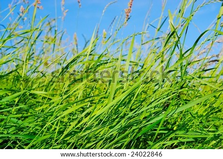 The wind moves a green grass in the summer at midday