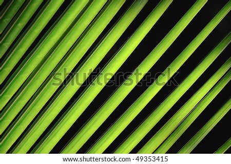 Slender green palm fronds from a short distance