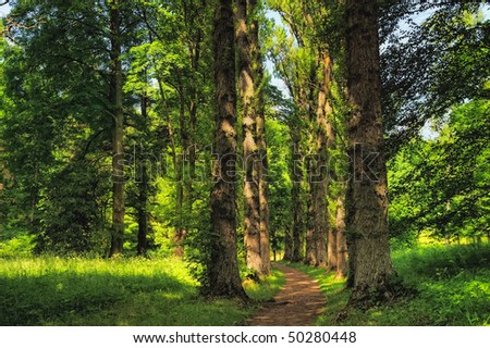 Path in the park between the tall trees