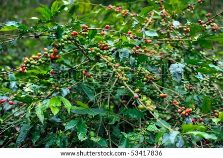 Green grains of coffee grow on the branches