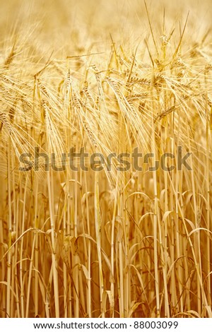 Farming field. Yellow grain ready for harvest