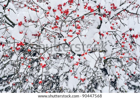 Winter mountain ash.  Branches ash-berry under the snow