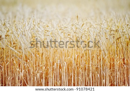 Farming field. Yellow grain ready for harvest