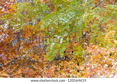 Branches of a chestnut tree in autumn with leaves of different colors