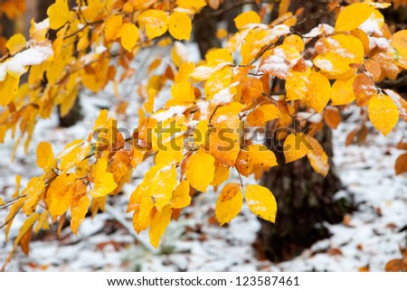 Beautiful snowy branch with yellow leaves in autumn