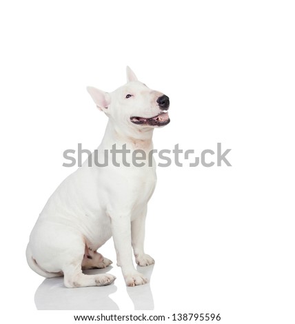 Beautiful bull-terrier isolated on a white background with reflection on the floor