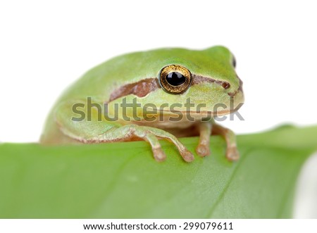 Green frog with bulging eyes golden isolated on white background