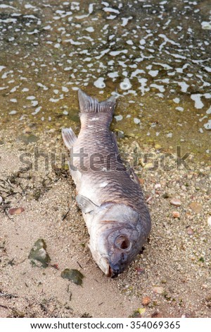 Dead fish on the shore of a lake because the contamination