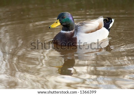 A Real Duck