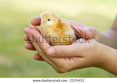 a photo of an adorable chick protected by hands